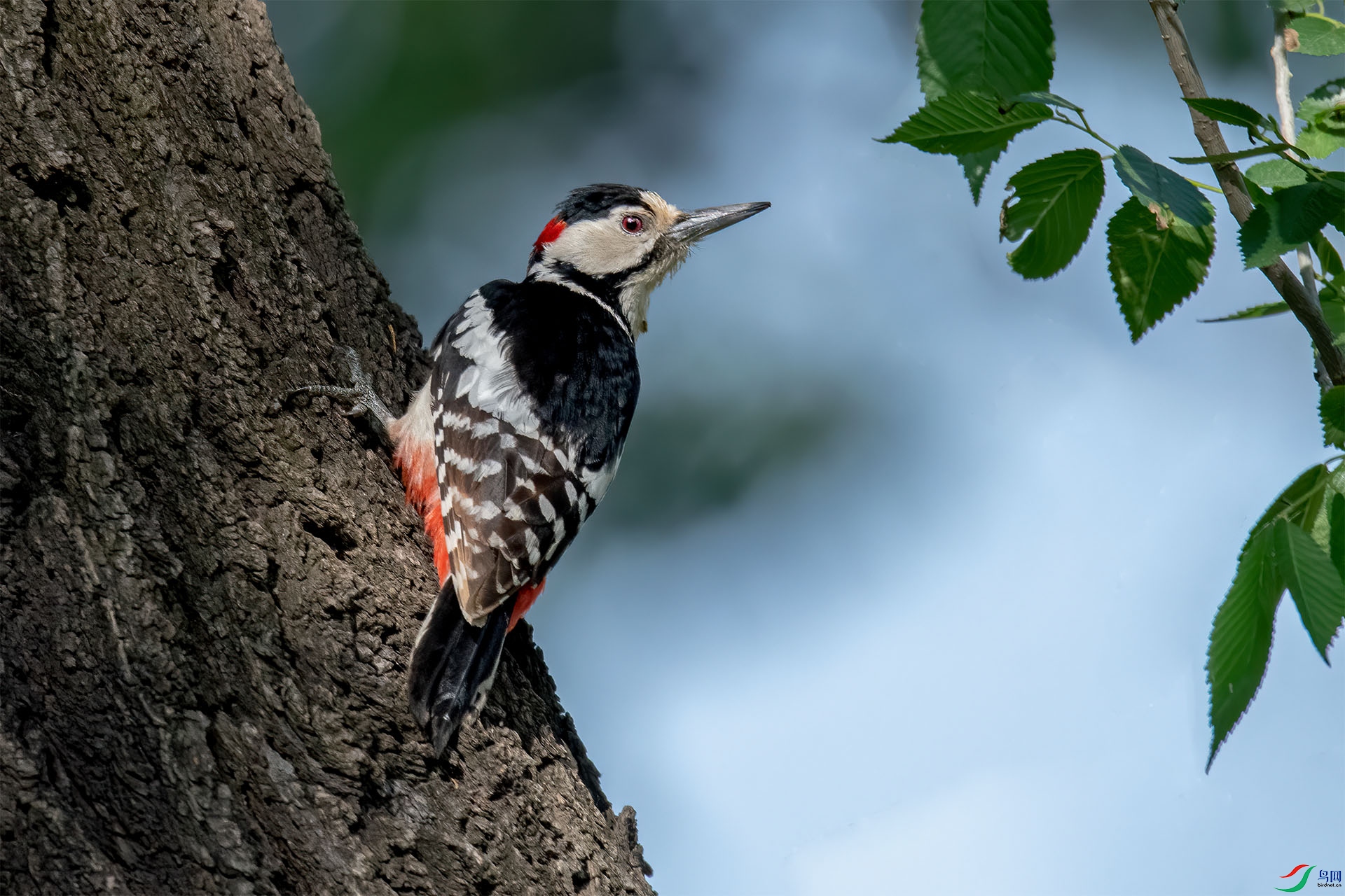 _DSC3755-9.jpg