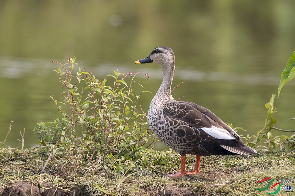 ��������  ��ʦ������.jpg