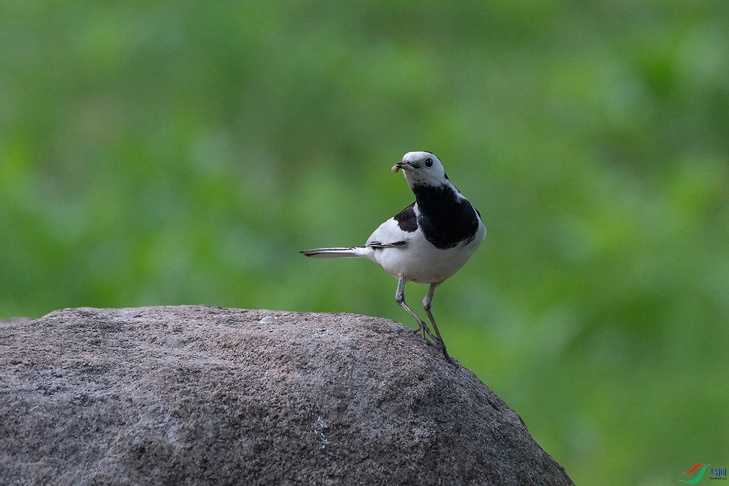 DSC_6523-1.jpg