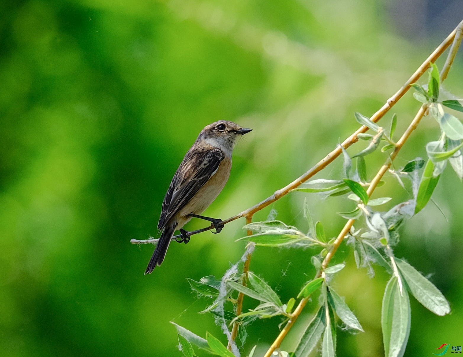 DSCF3901s.jpg