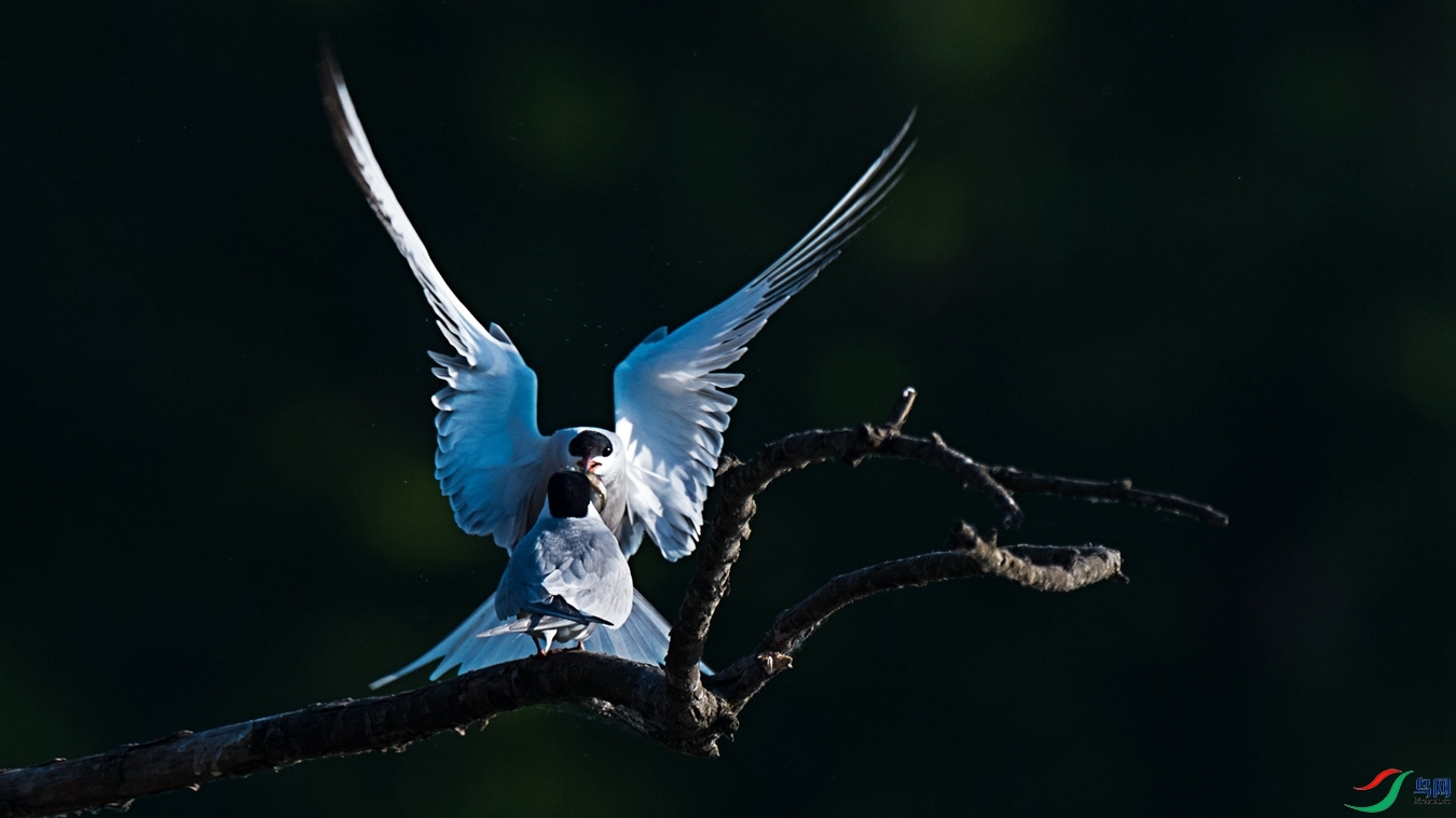 DSC_0898 - ����.jpg