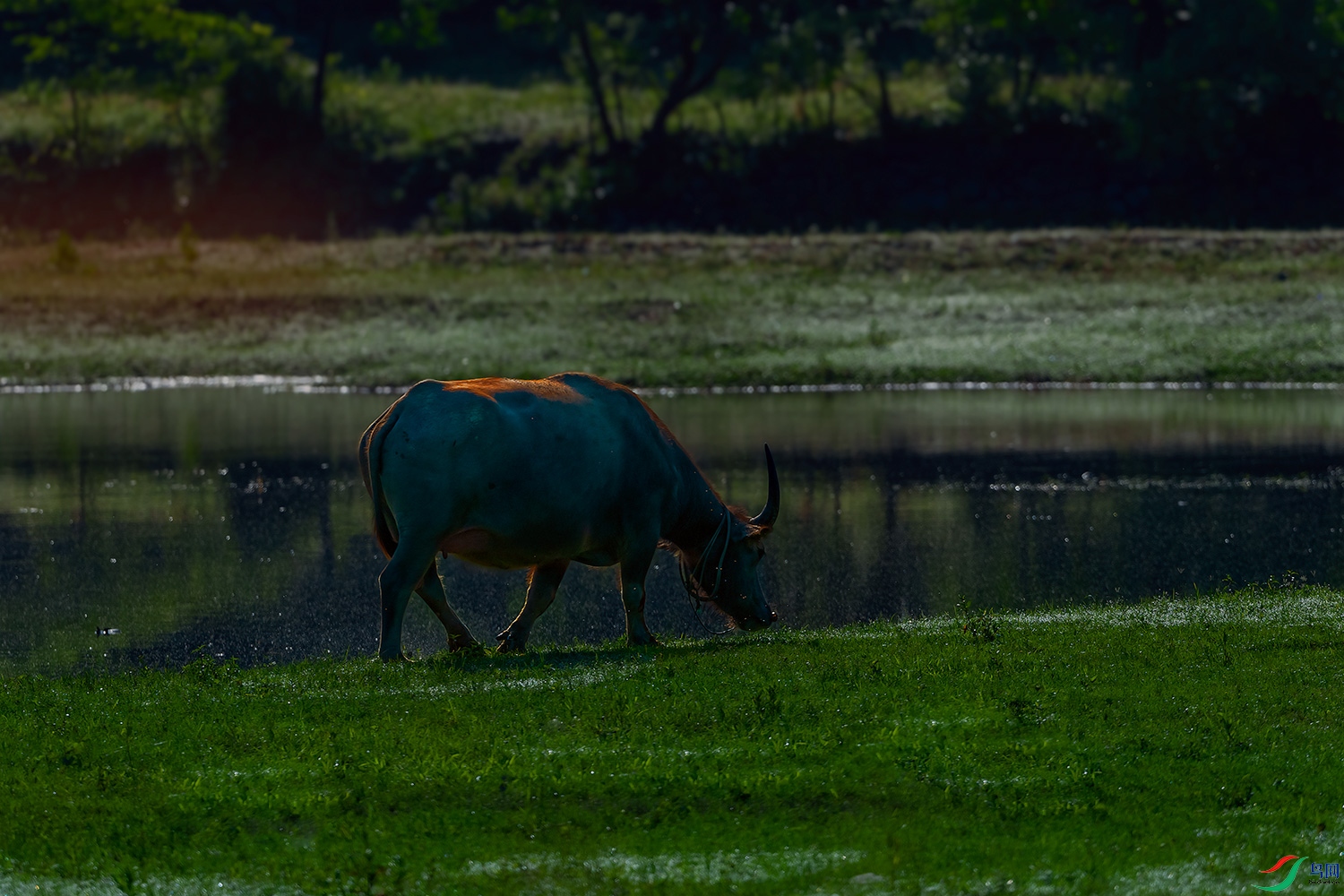DSC_2525-2.jpg
