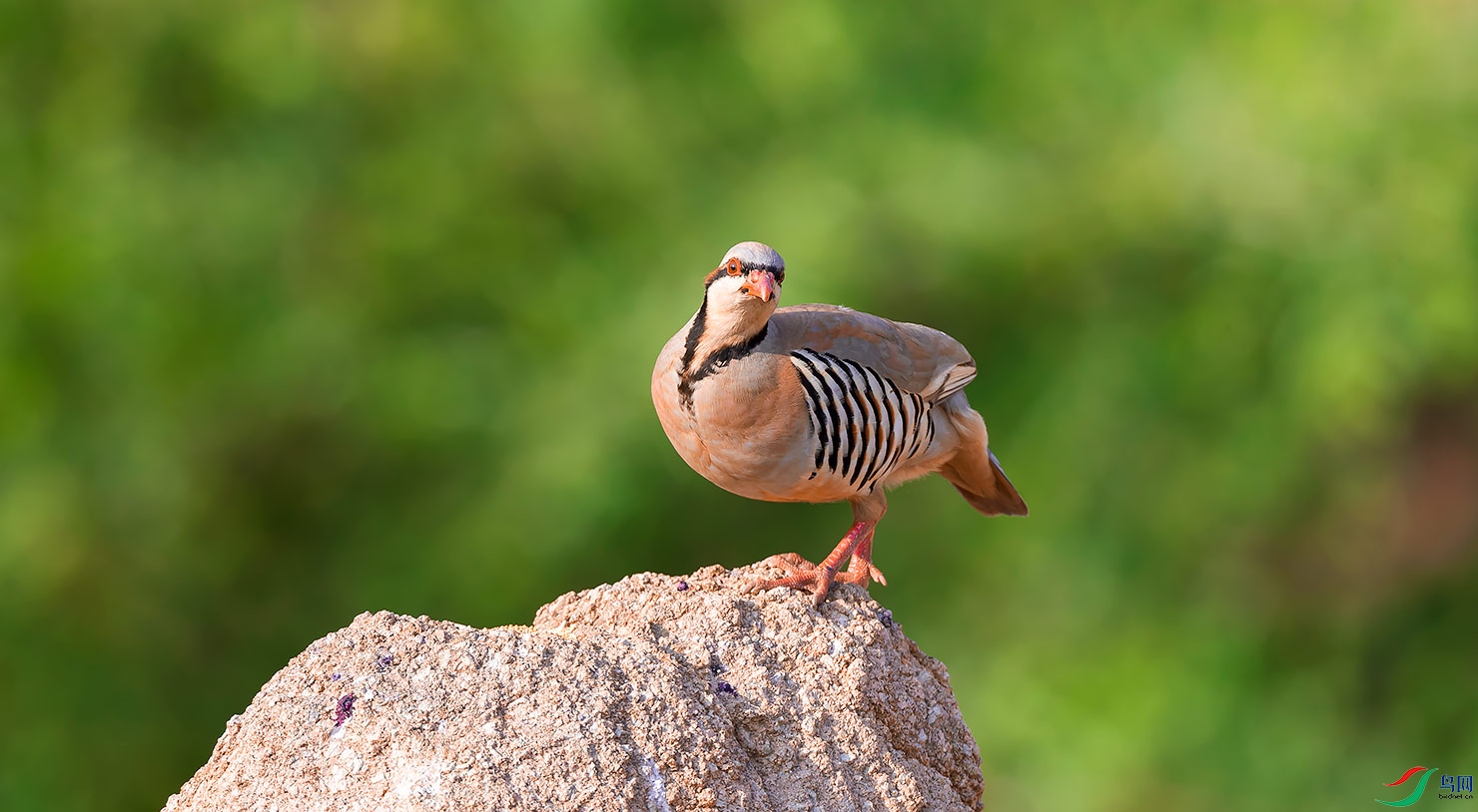 _F2I6866_��ͼ�� - ����.jpg