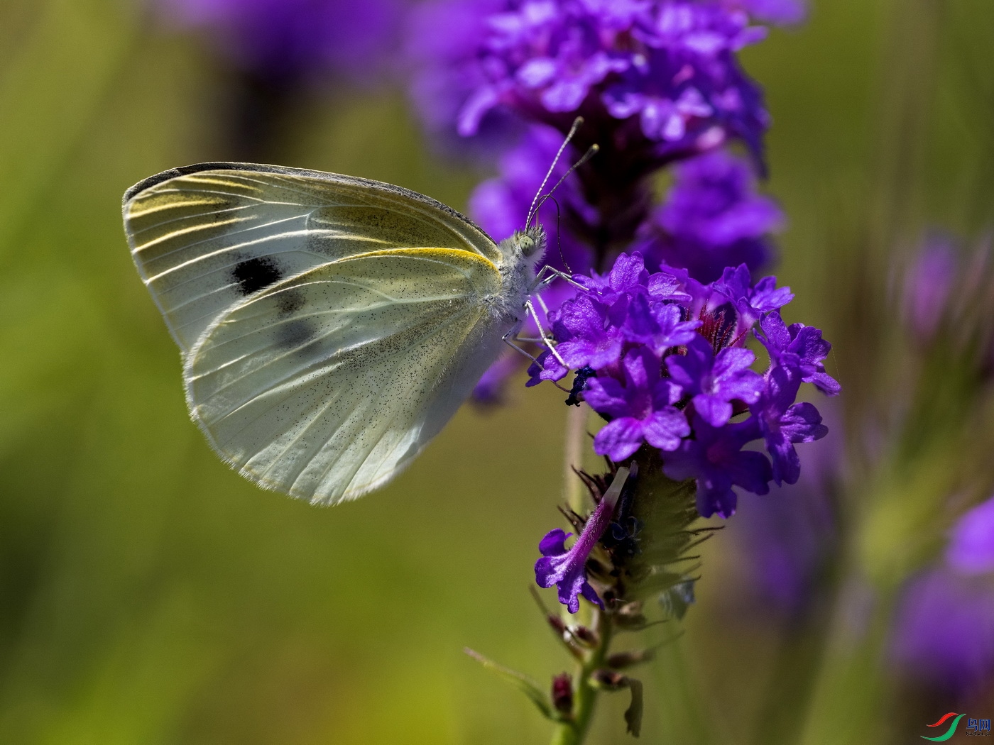 �����˷۵� (30)-1-1.jpg