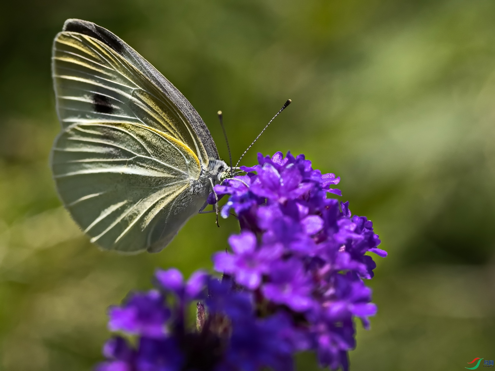 �����˷۵� (13)-1-1.jpg