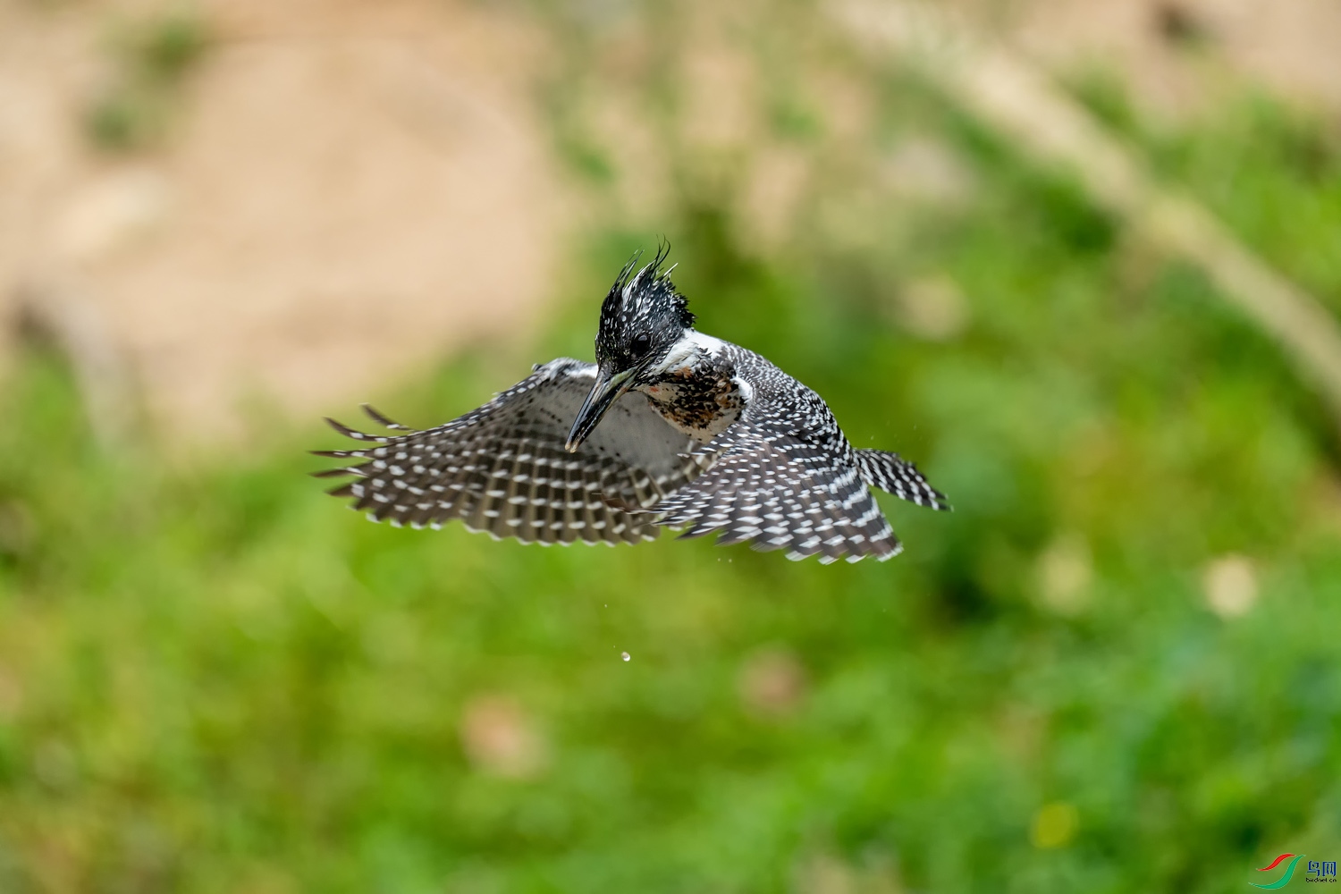 A9D09381a.jpg