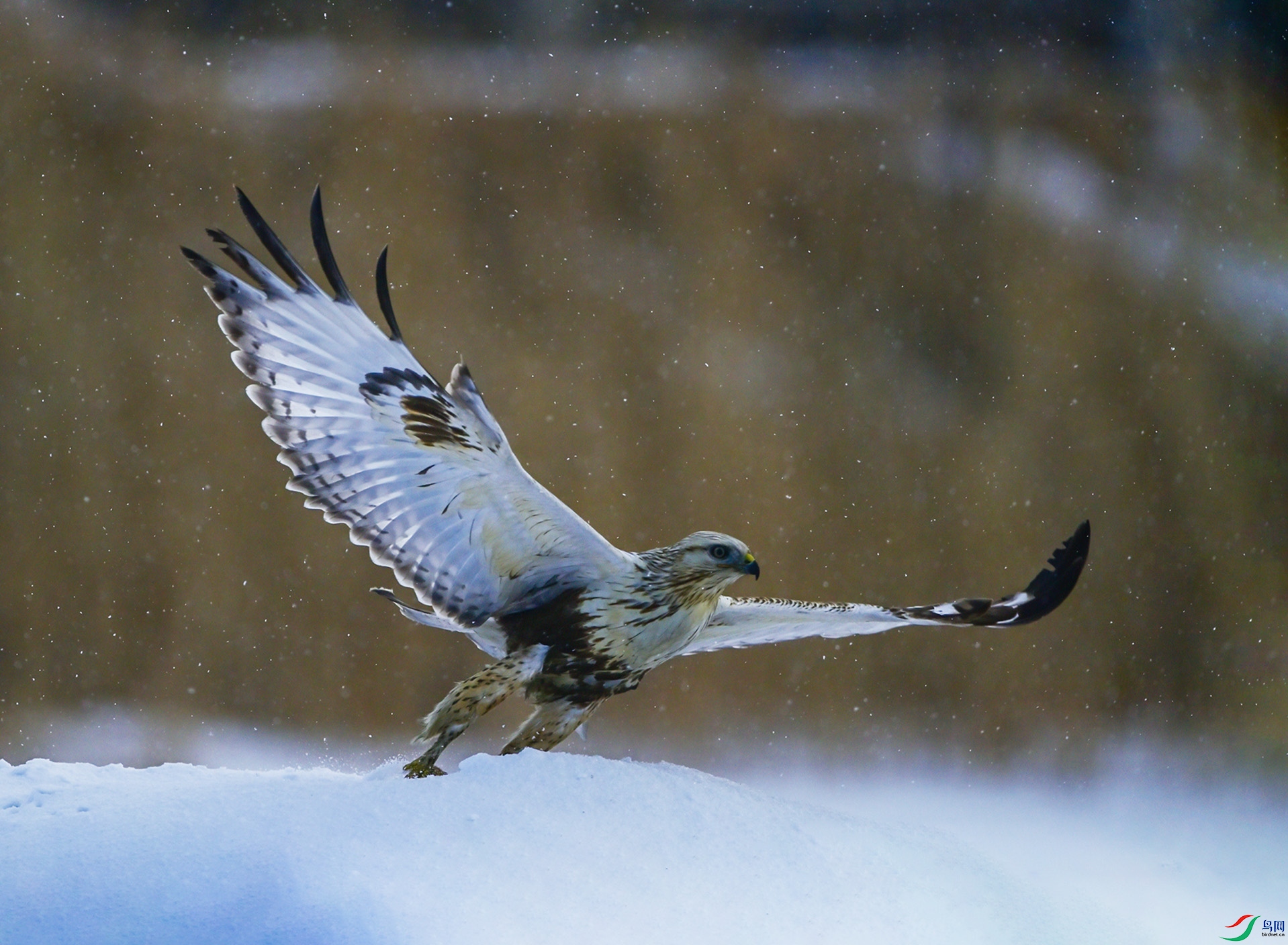 ѩ�д��\չ���