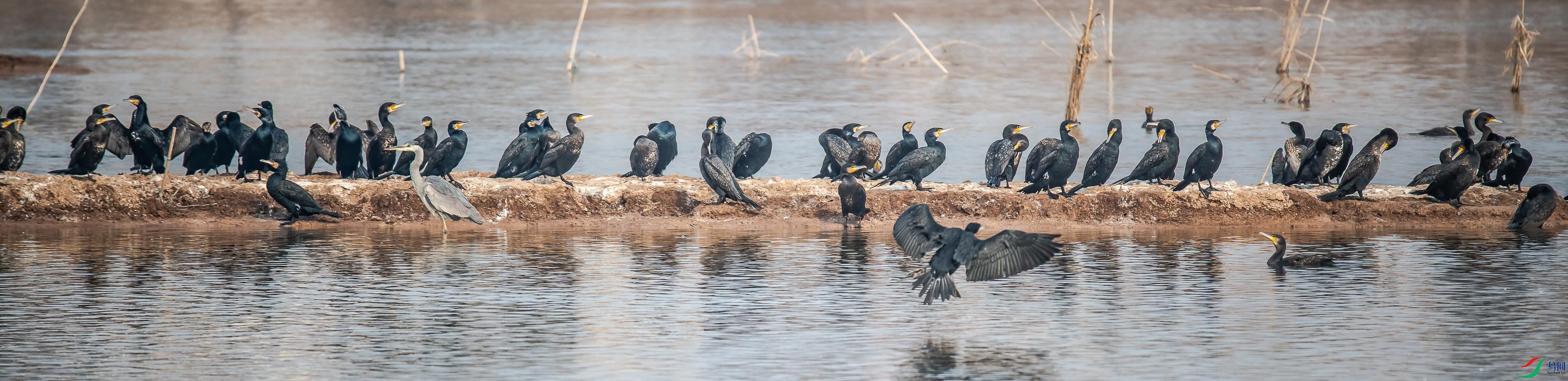 DSC_2901.jpg