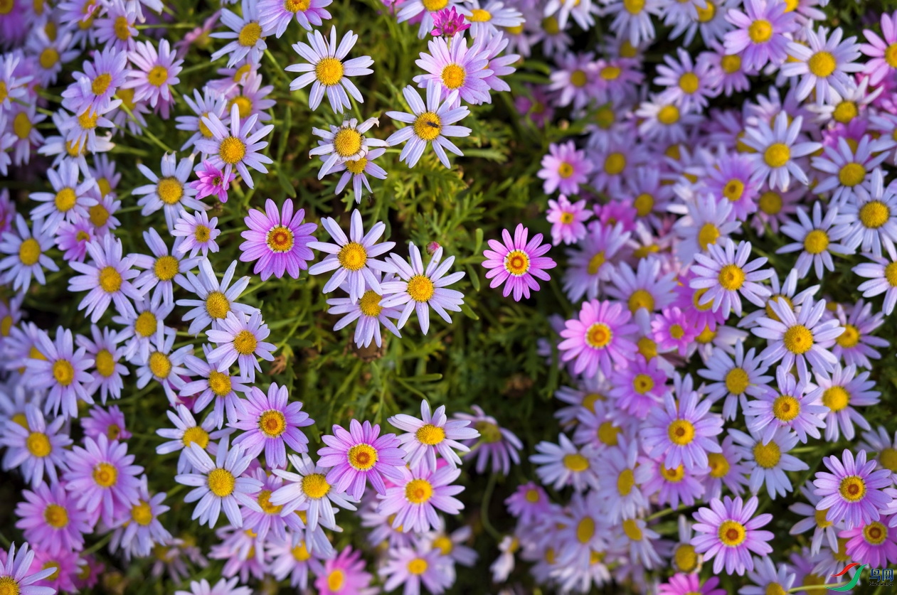 L1000899-1.jpg