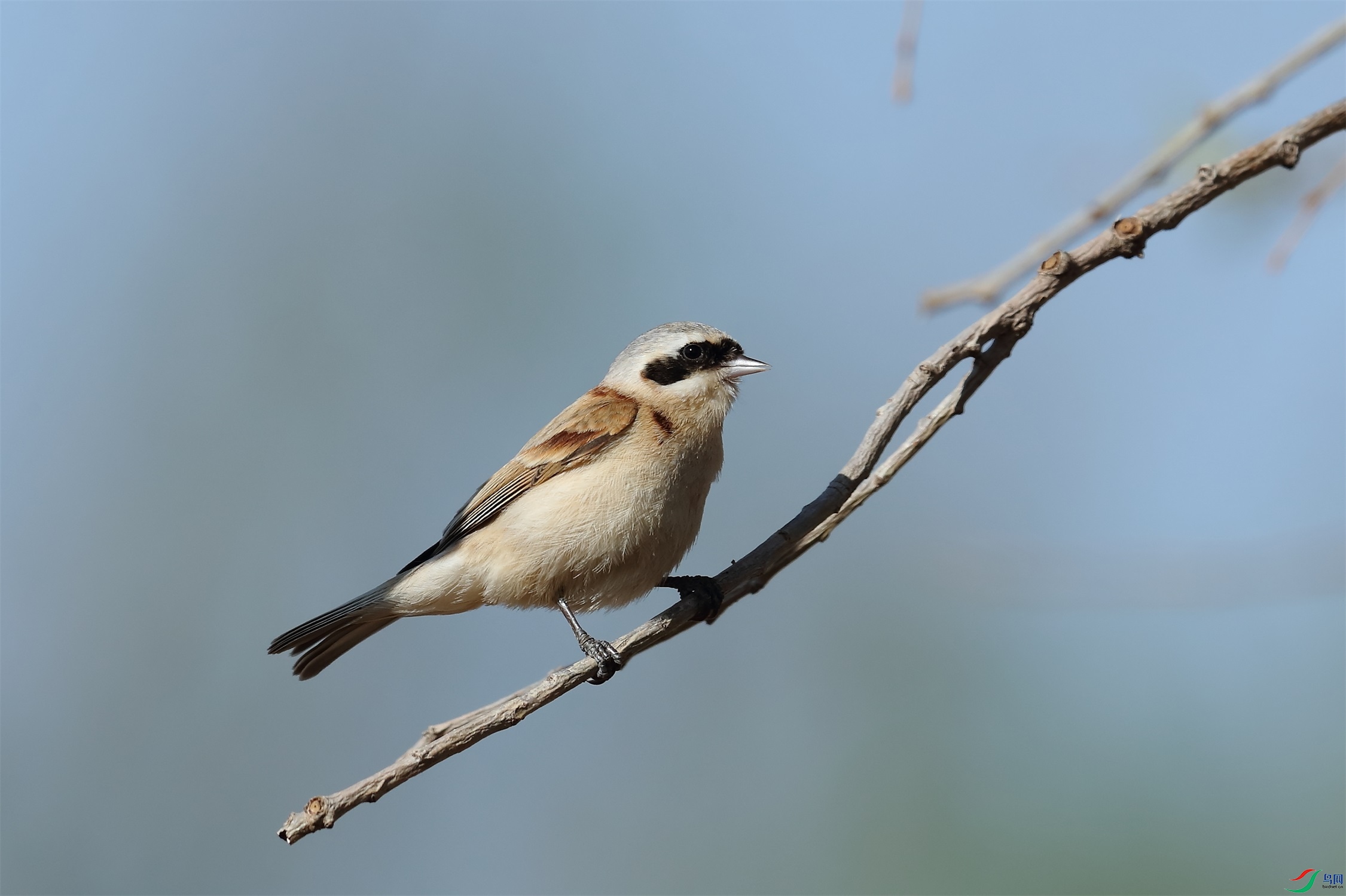 CS8I8287.JPG