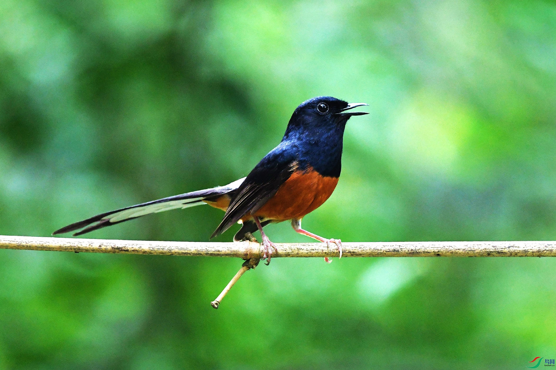 NIKON D5001055_����.jpg