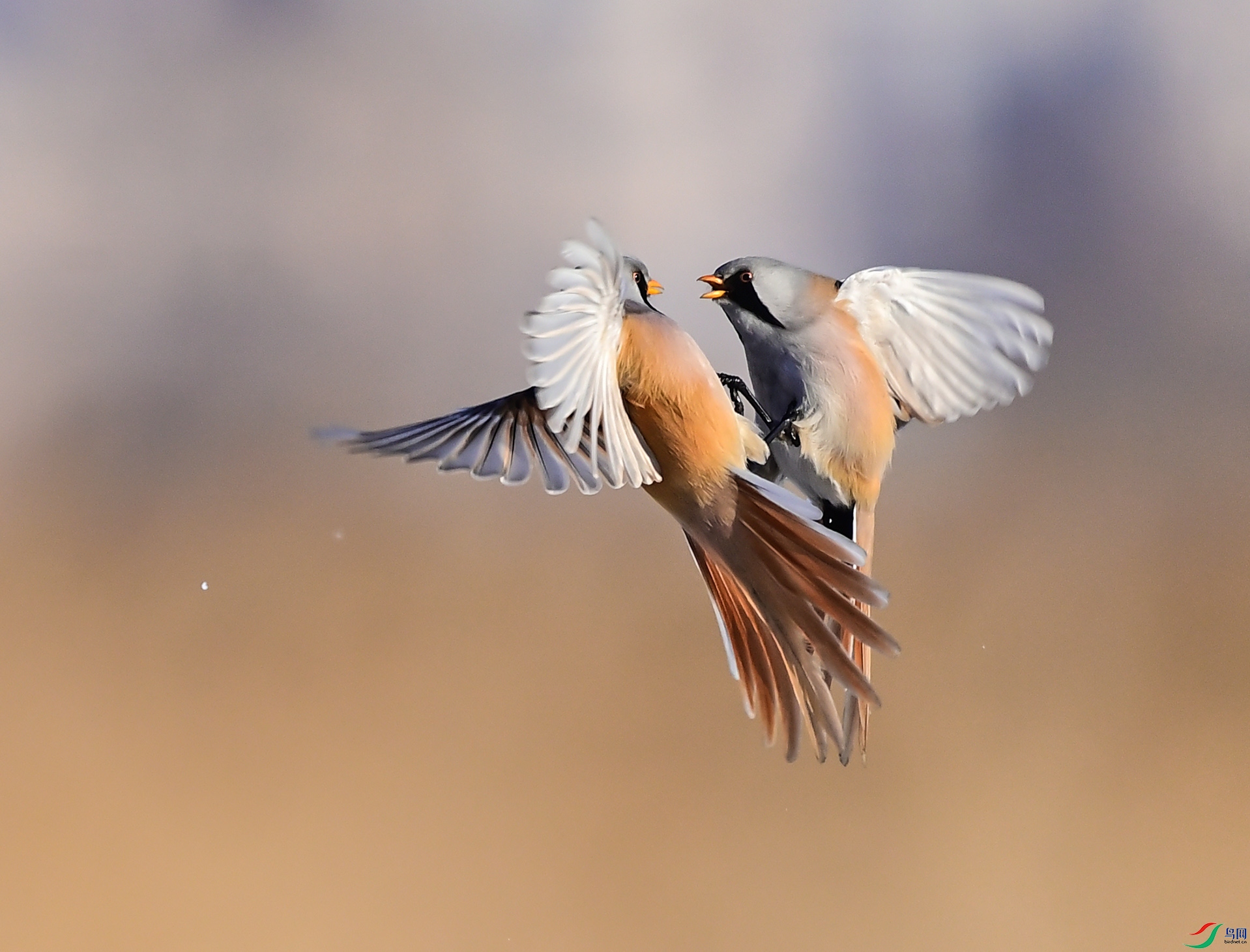 ��Ŀ԰��չβ��