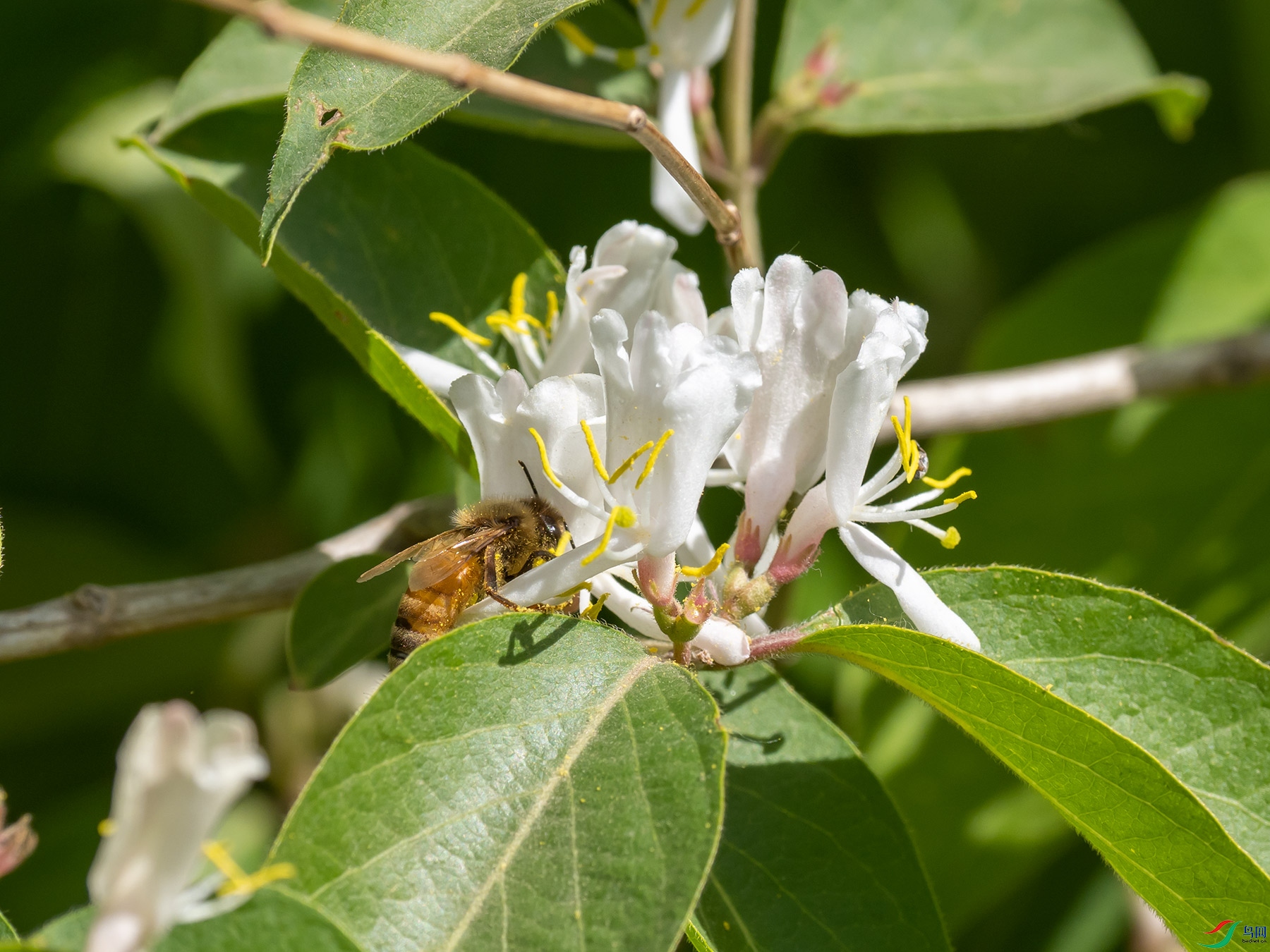 �۷����̶�