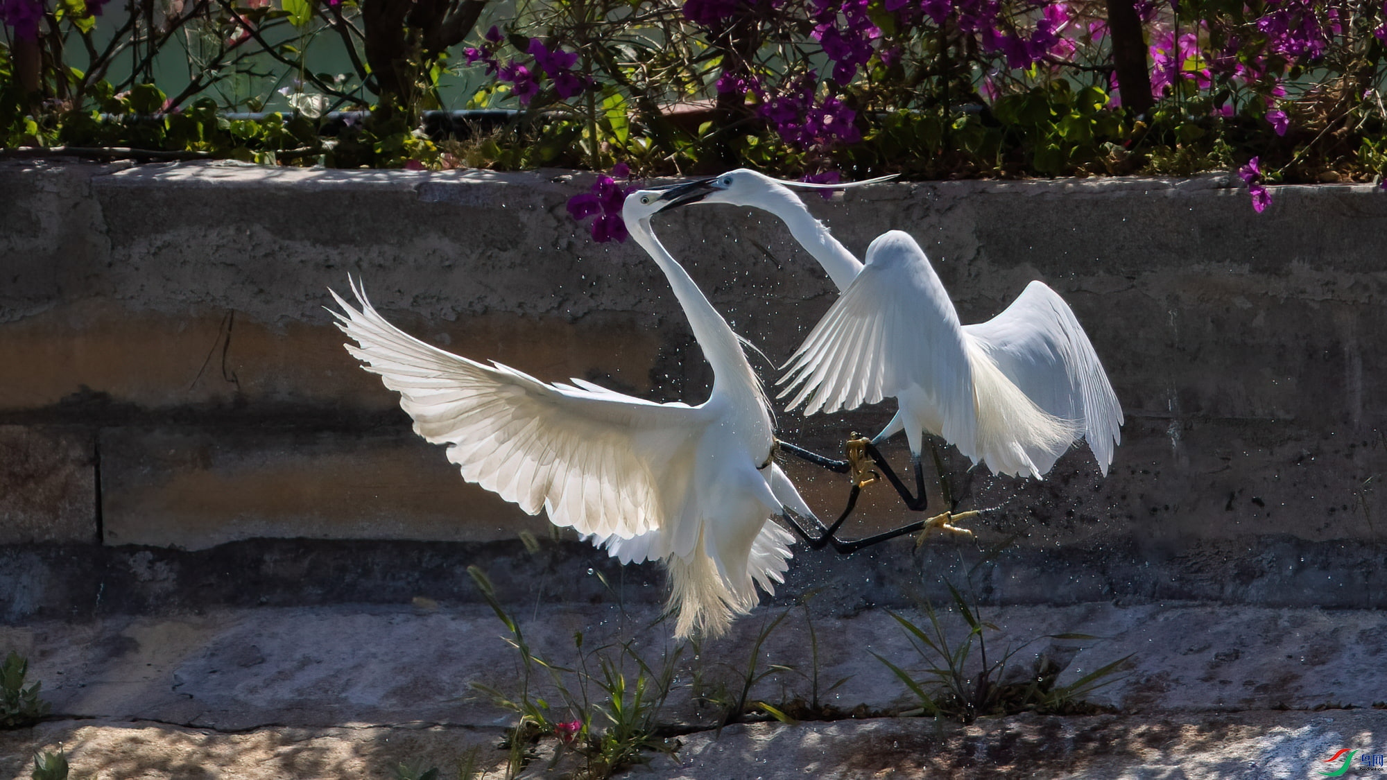 8P5A2189-DeNoiseAI-low-light ����.jpg