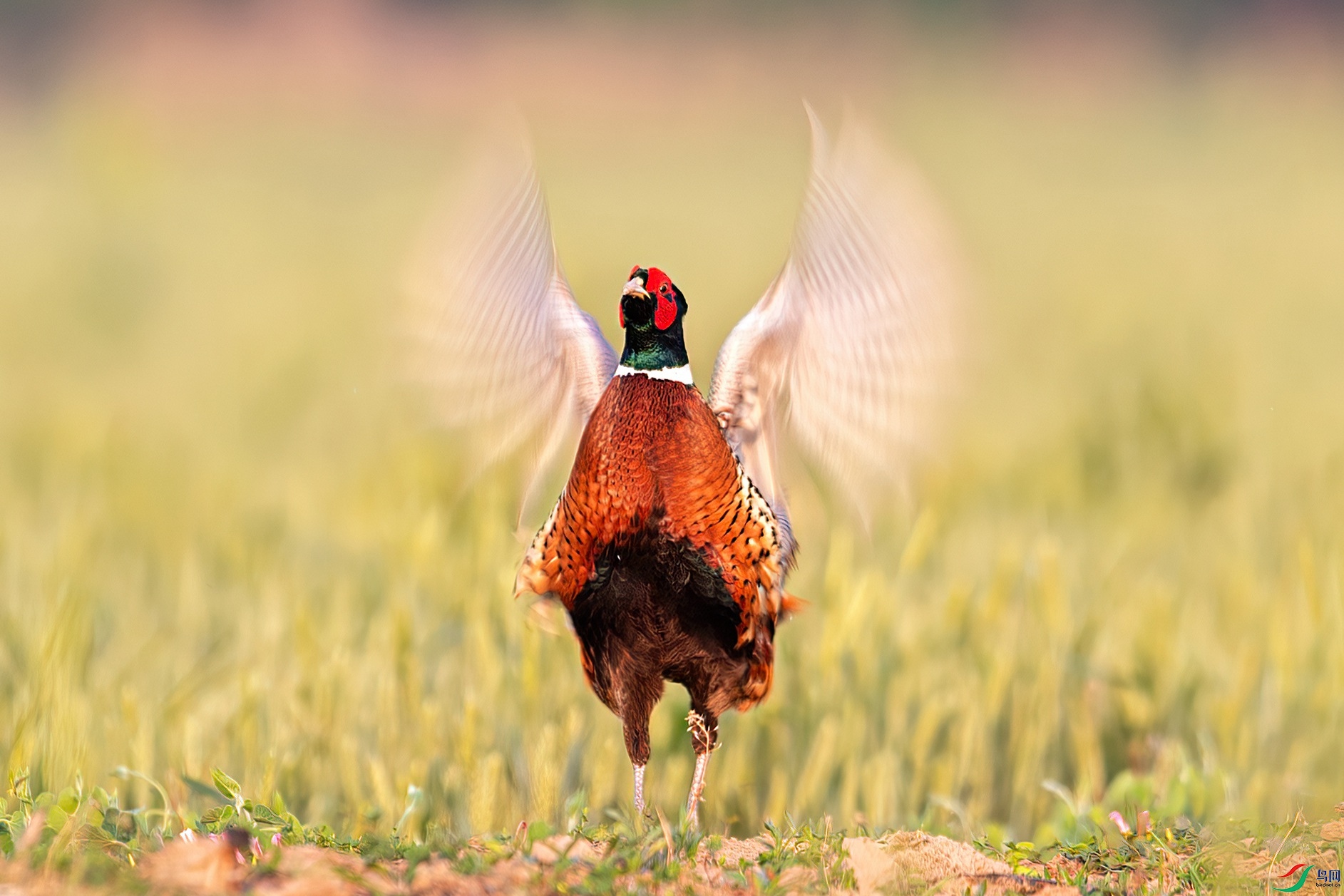 IMG_3685-1 - ����.jpg