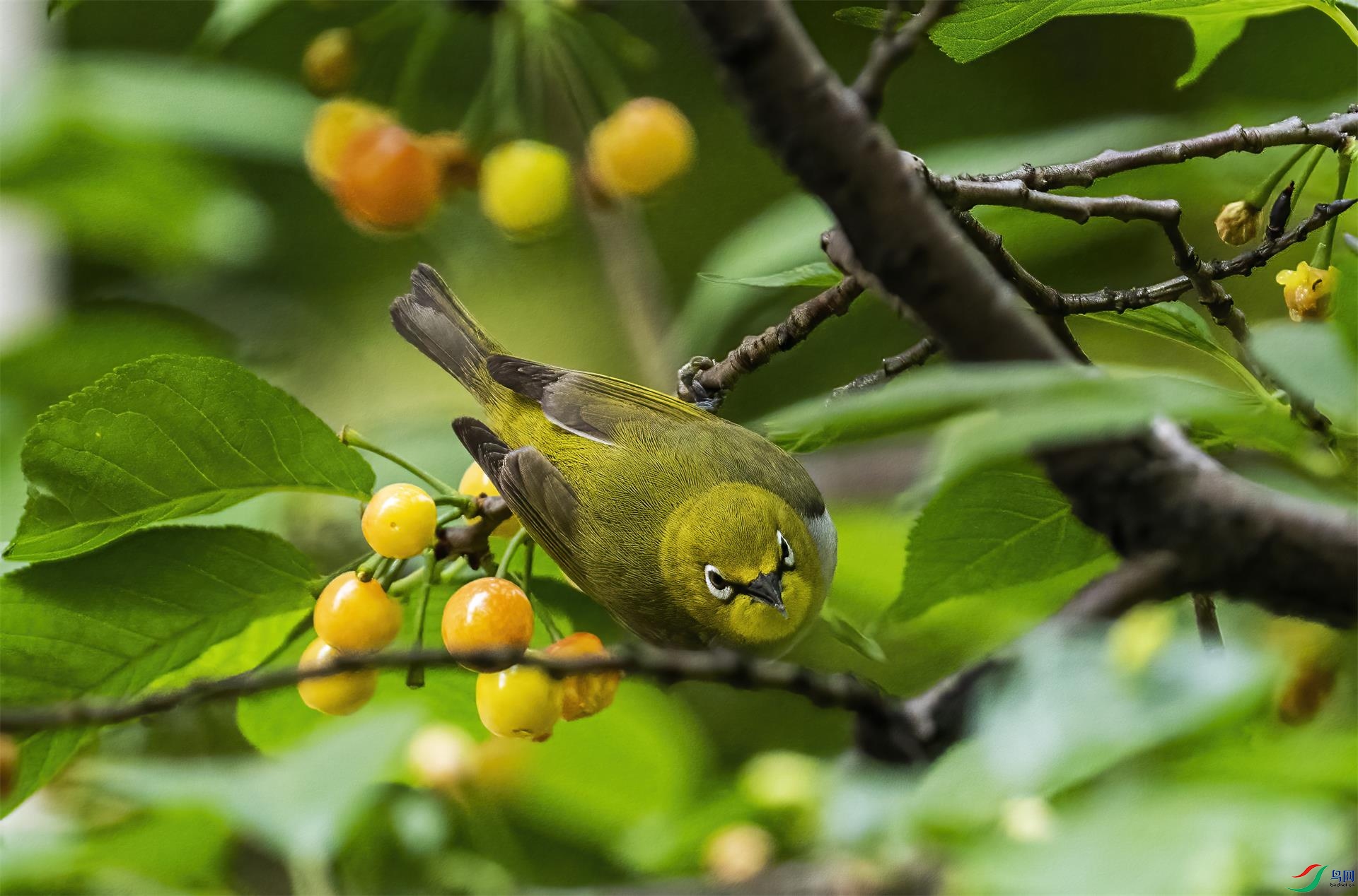 DSC01986 ����.jpg