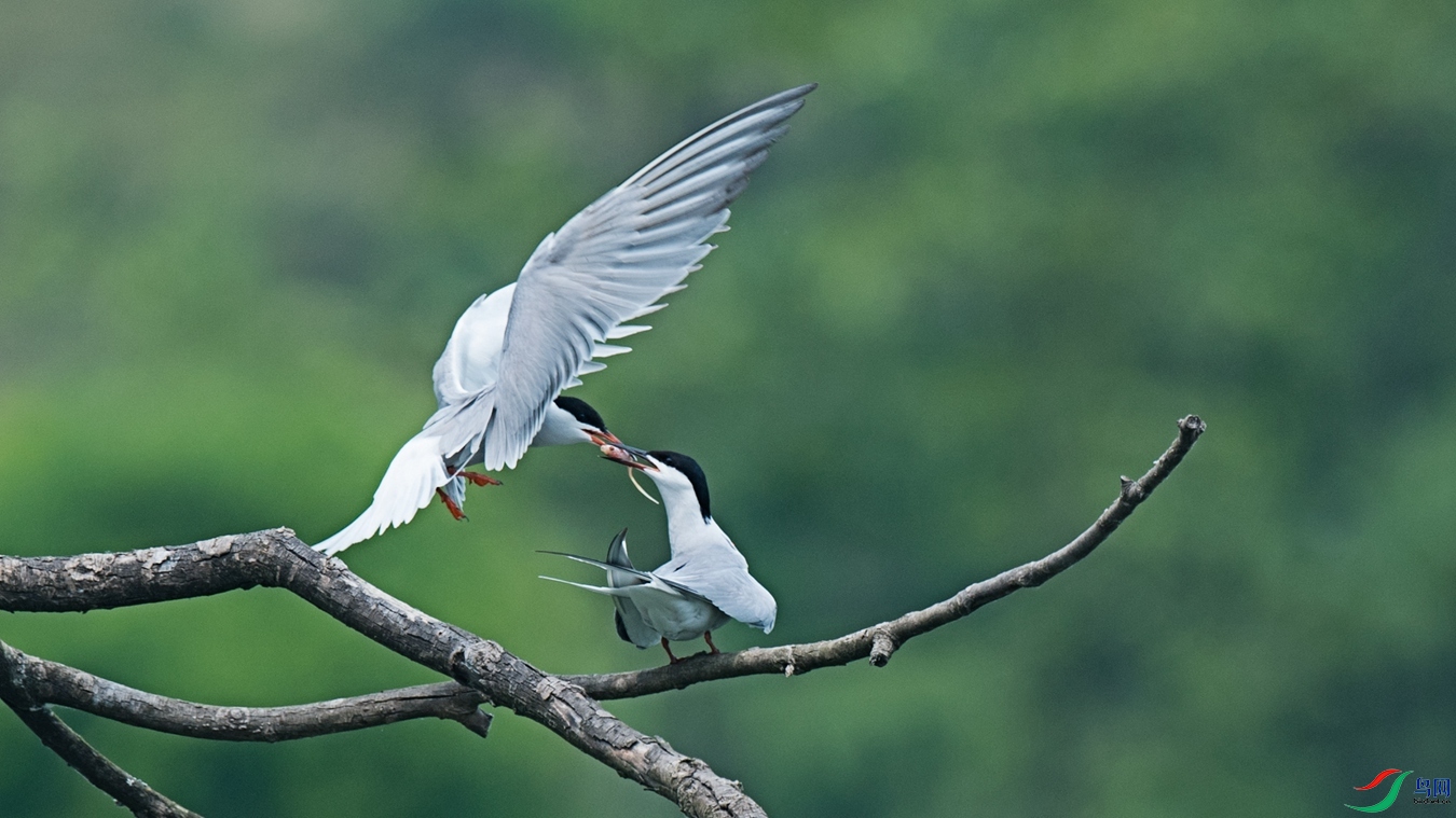 DSC_2624 - ����.jpg