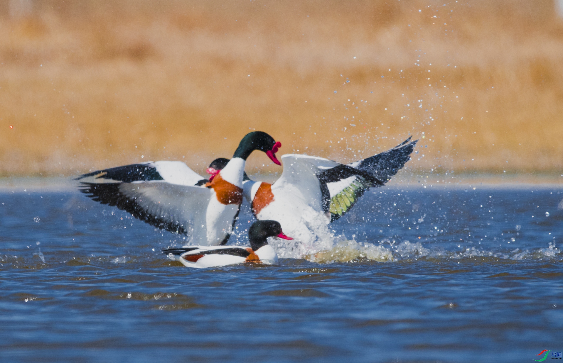 ս���е��̱���Ѽ