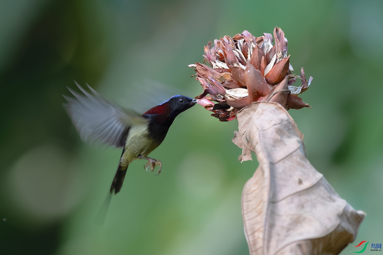 DSC_7453_DxOa.jpg
