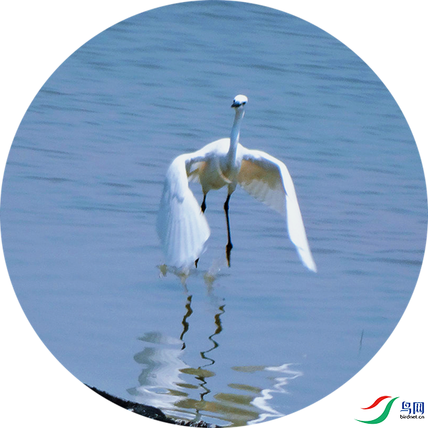 990 (10)_����.png