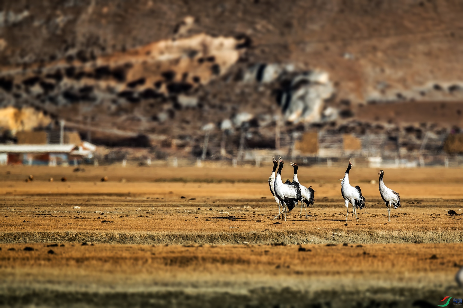 _U5I4982.jpg