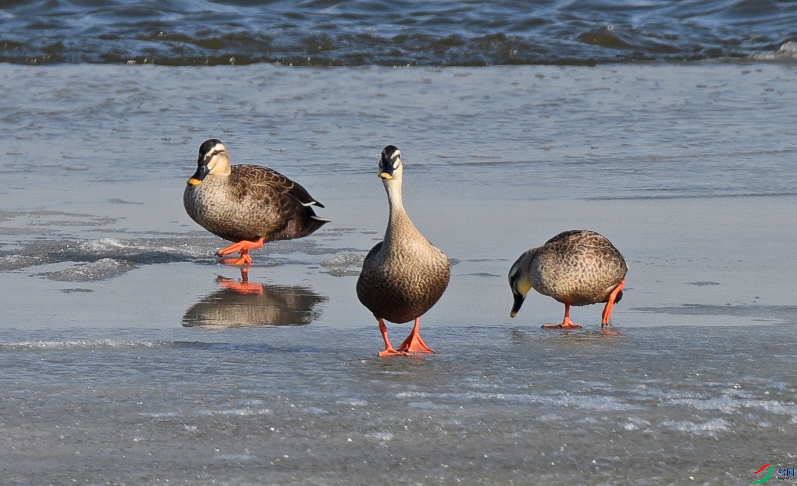 DSC_5394d.jpg