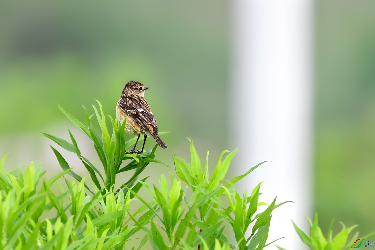 DSC_7597.jpg