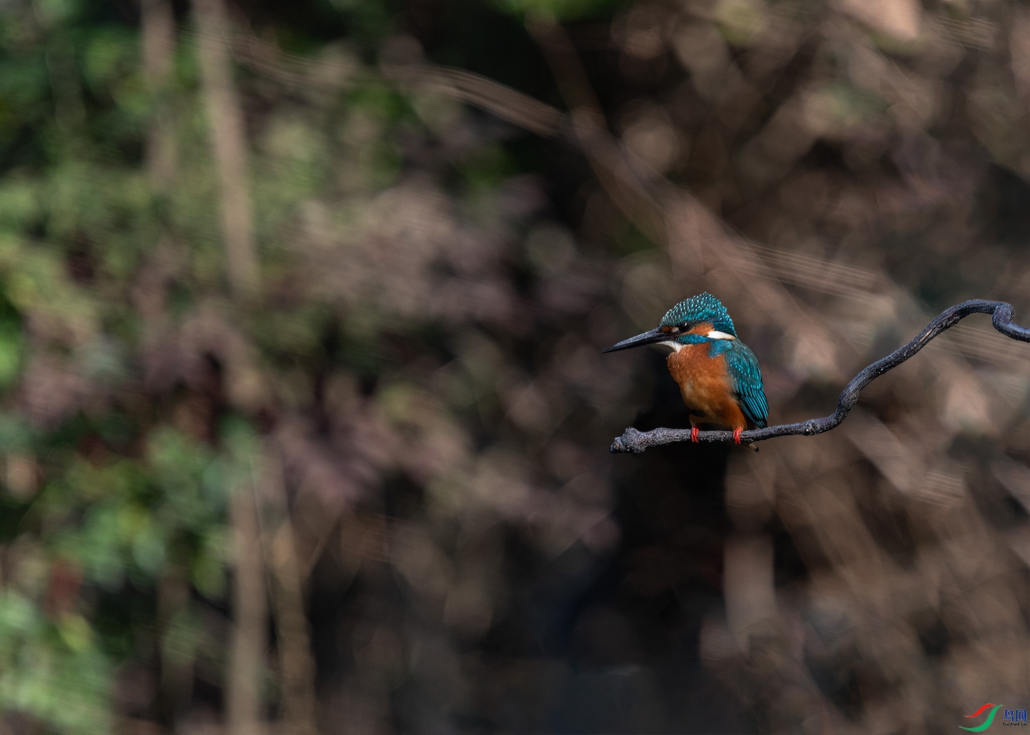 DSC_0082-2.jpg