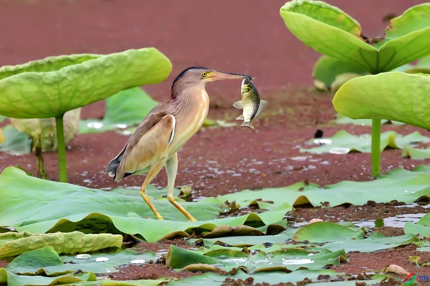 DSC_0731.jpg
