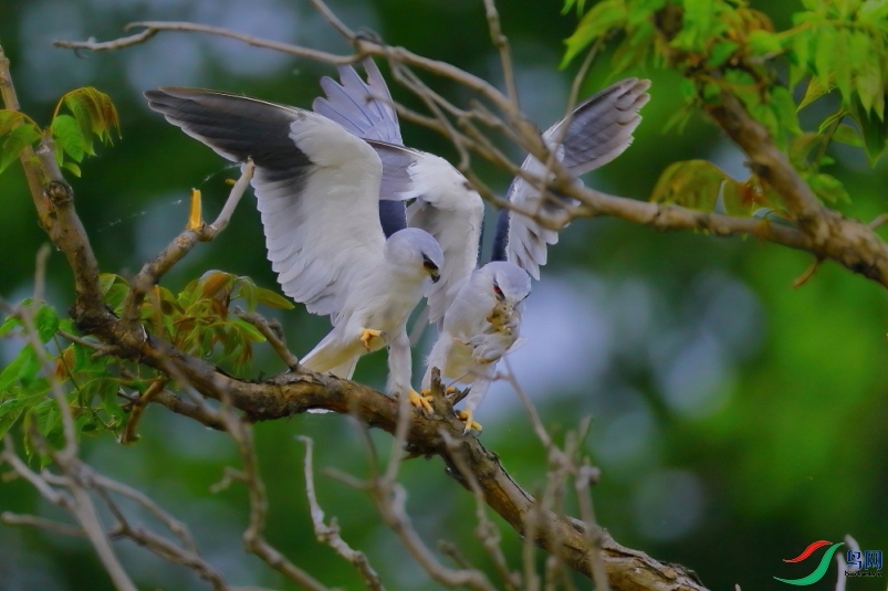 ���ۺڳ��ιʳ