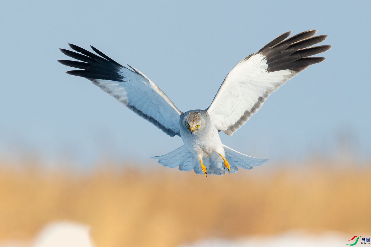 YBI_8383.jpg