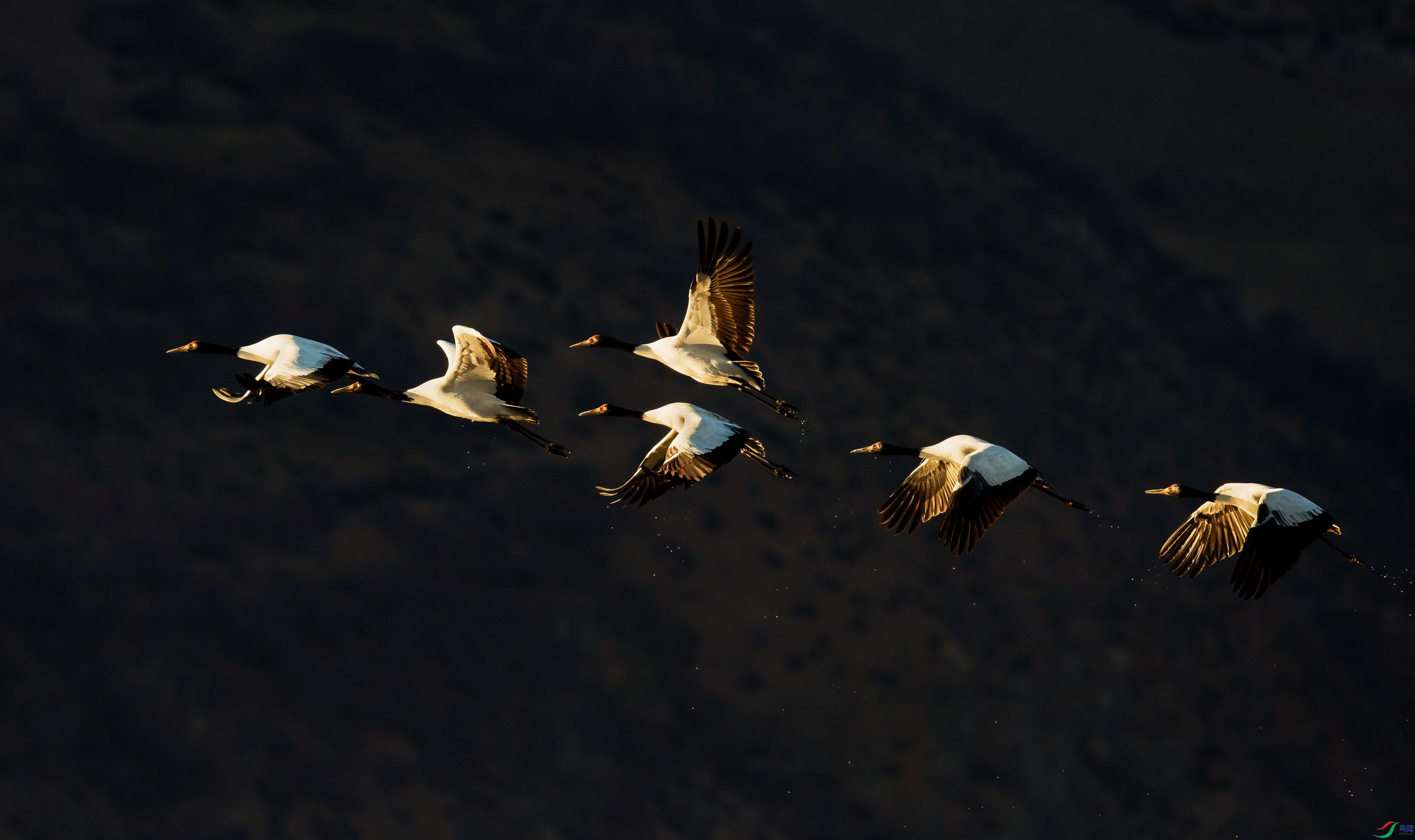 DSC_4606.jpg