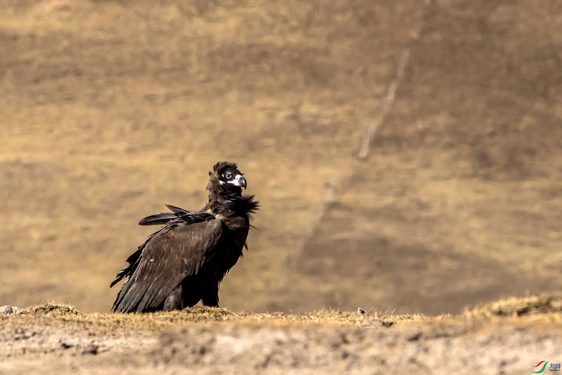 _U5I2714.jpg