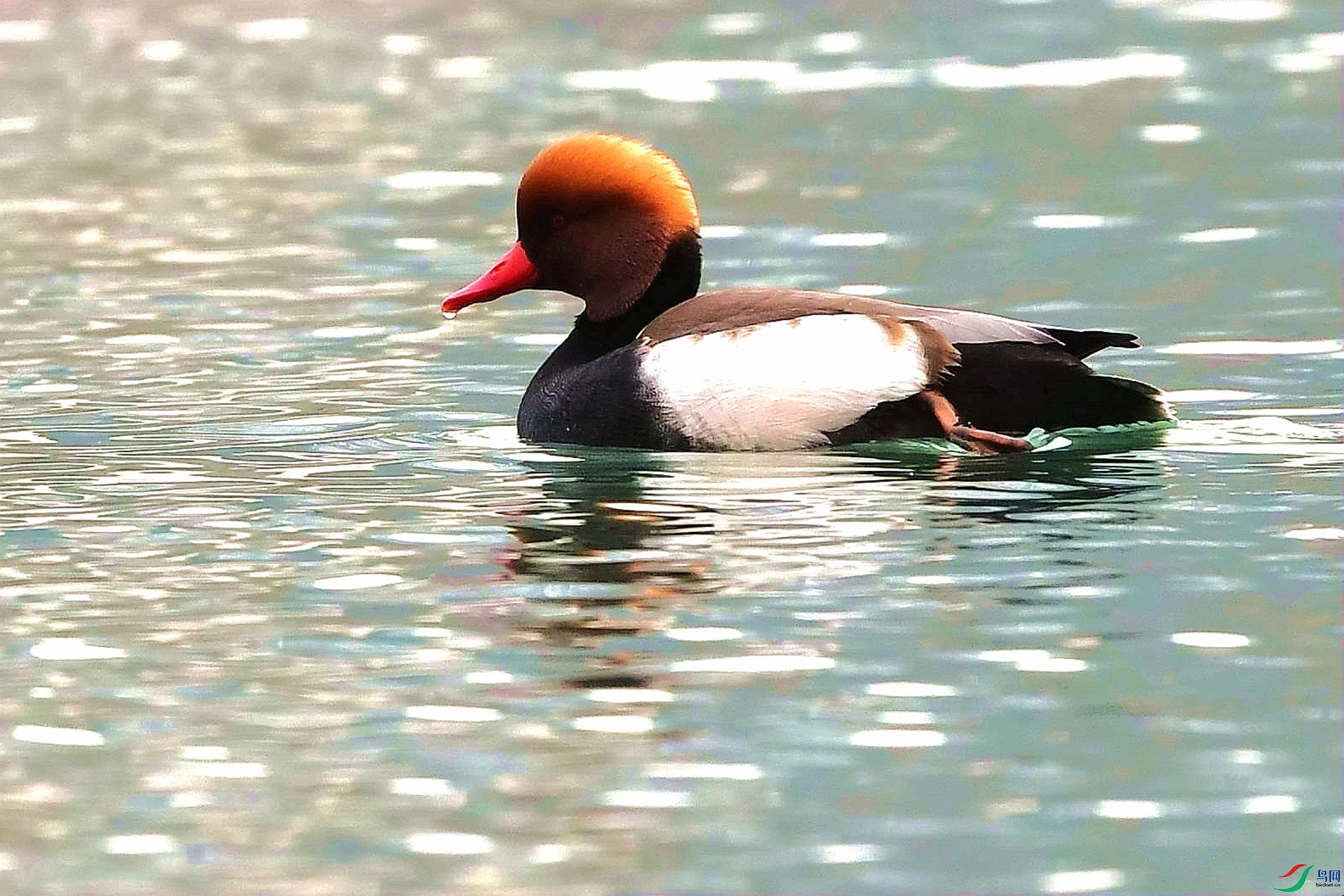 DSC_3121_����.jpg