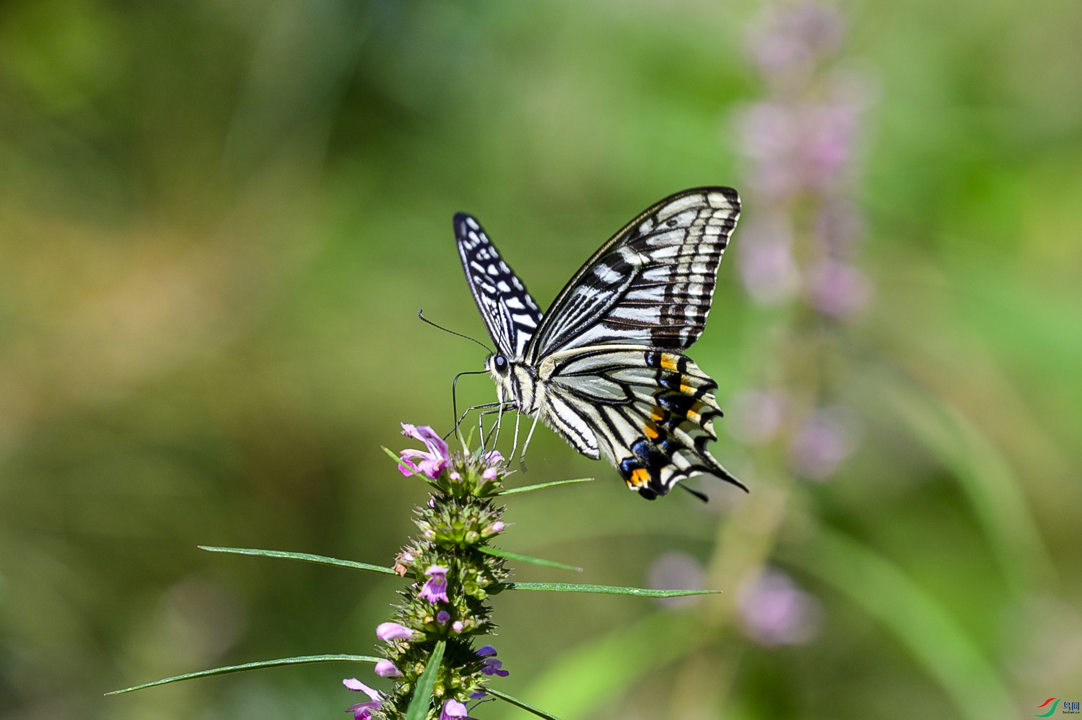 DSC_4726.jpg