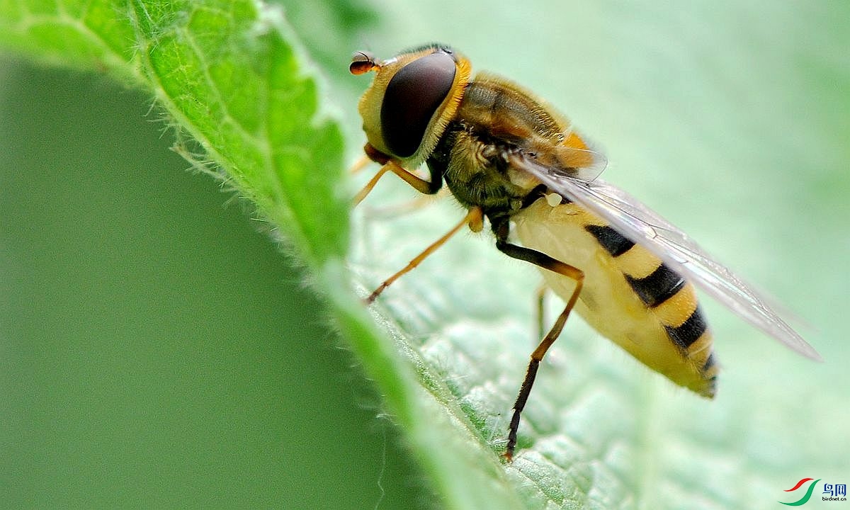 食蚜蝇的头式图片