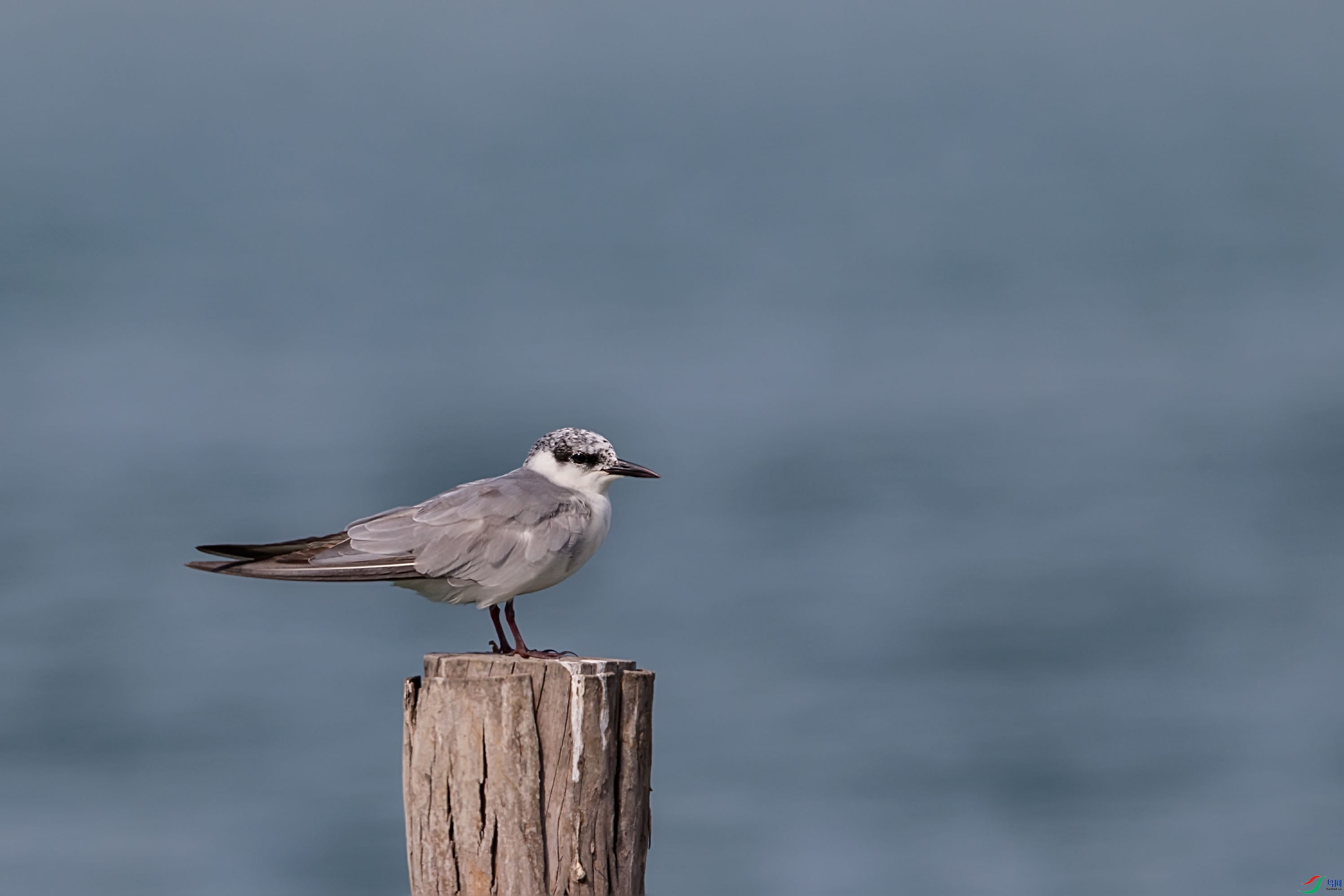 ��ͷ��Ÿ (2).jpg