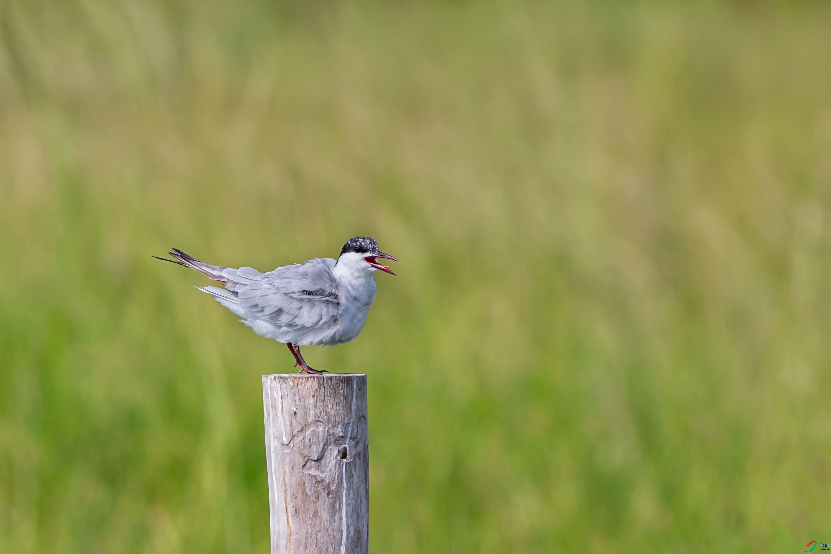 ��ͷ��Ÿ (3).jpg