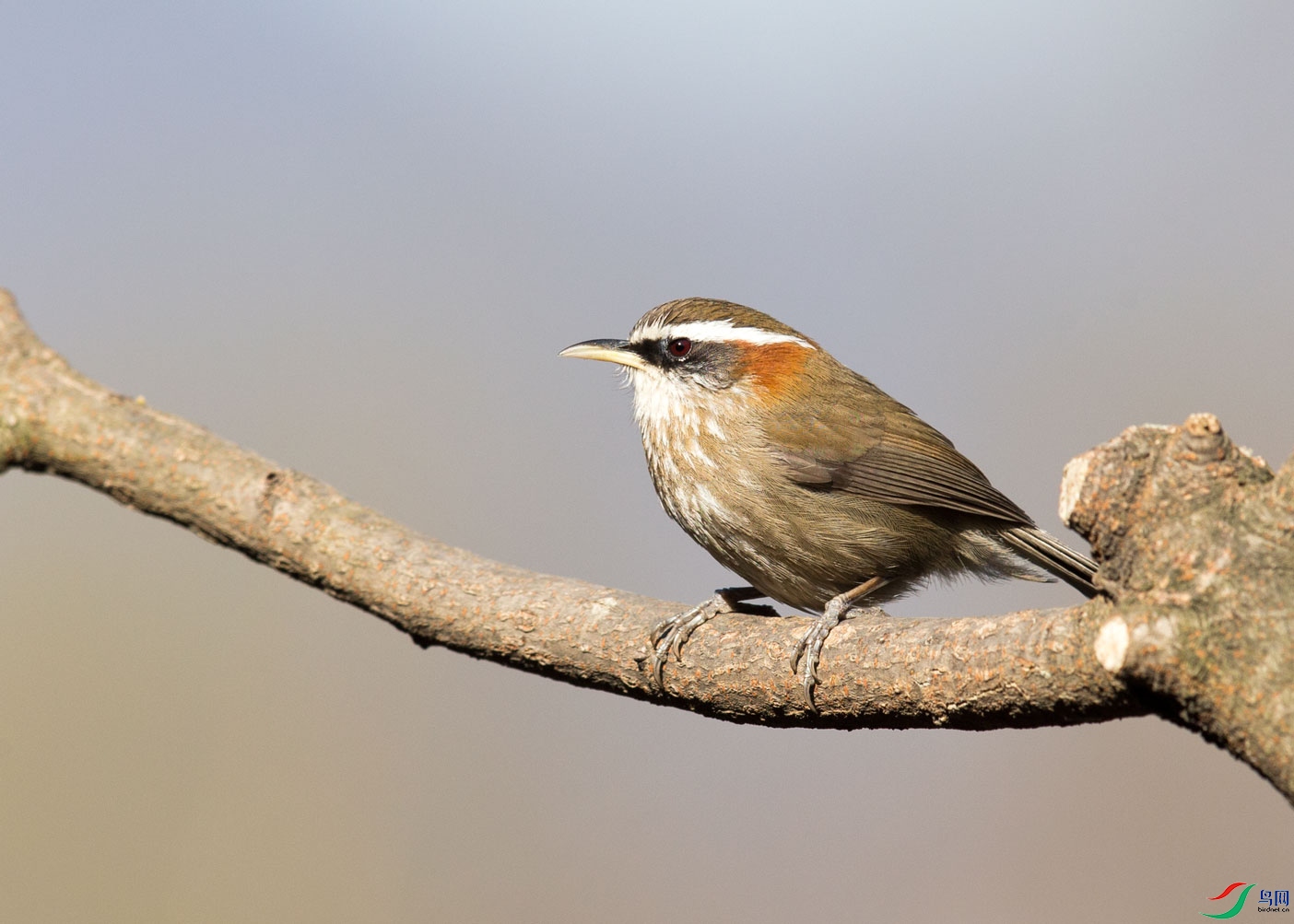 ������ (2).jpg