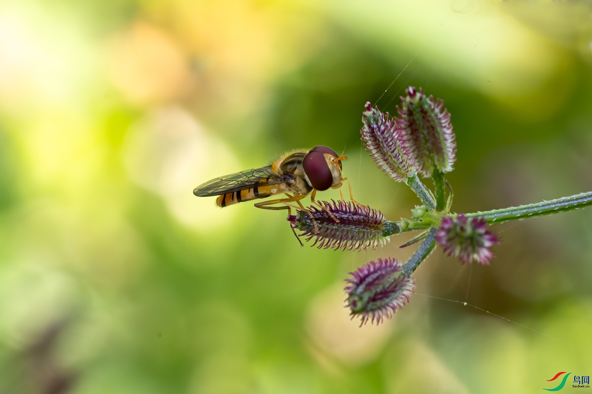 0P8A7079.jpg