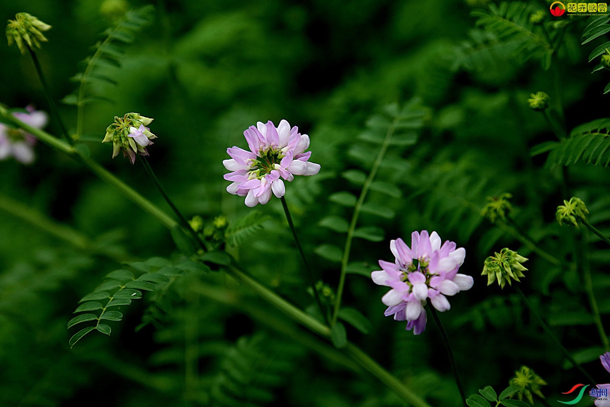 繡球小冠花