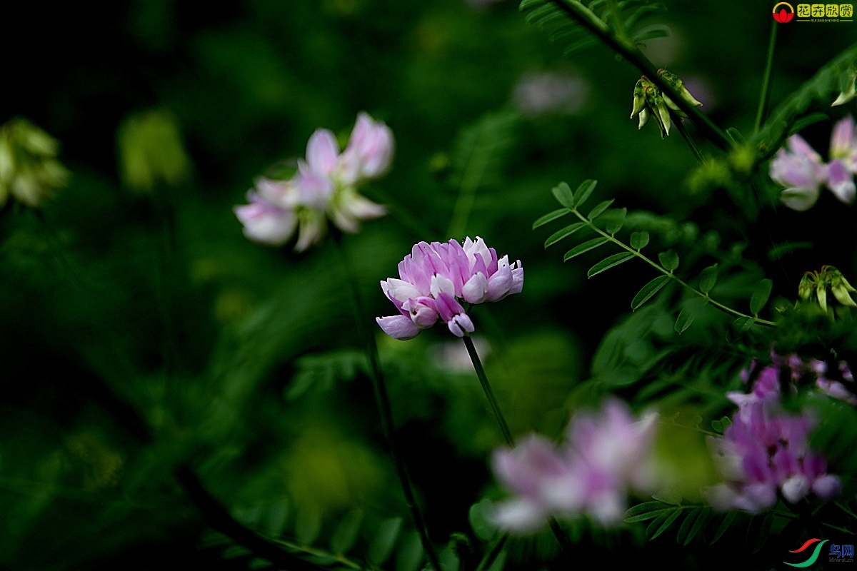 繡球小冠花