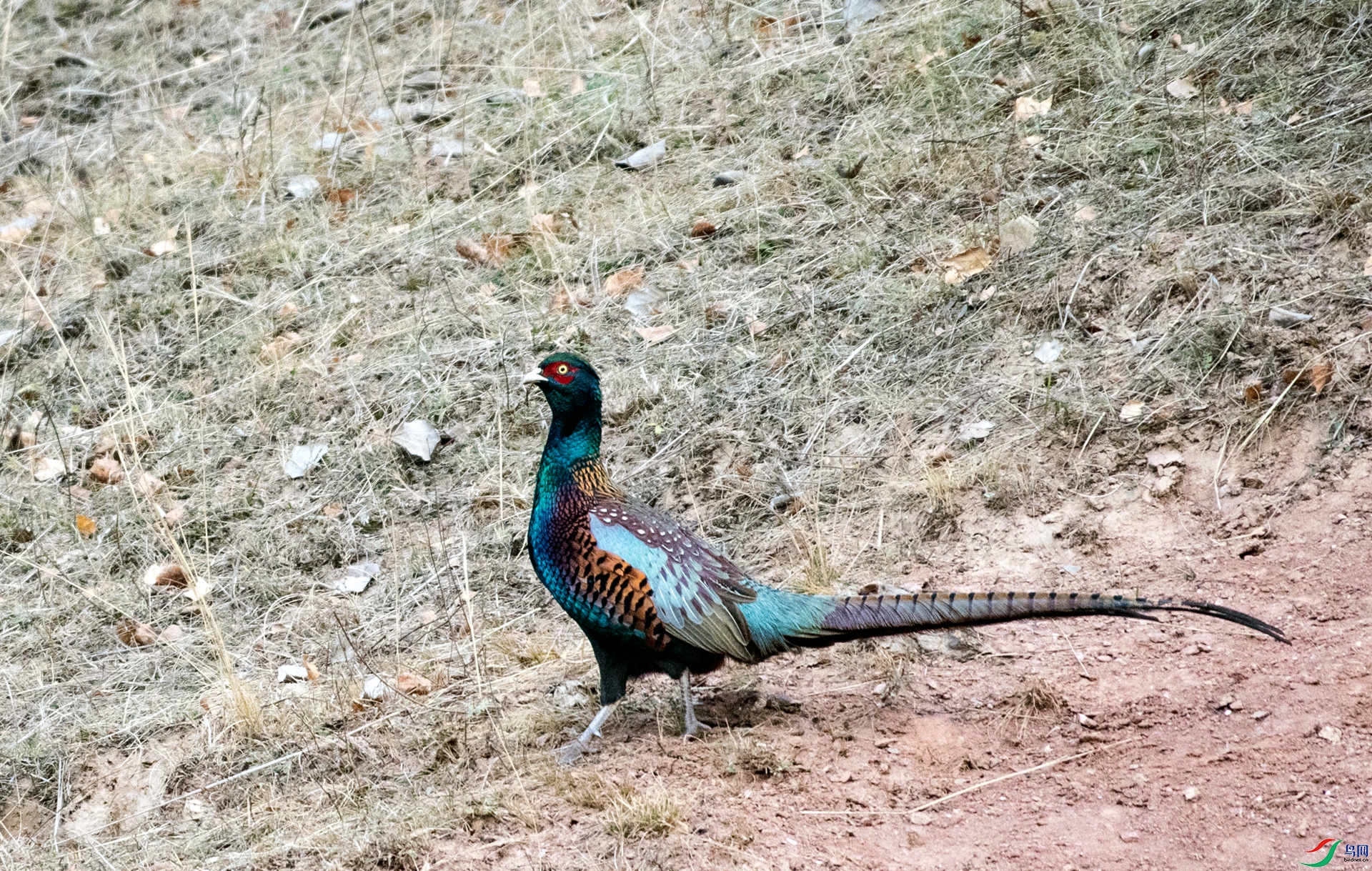 DSC_4285_����.jpg