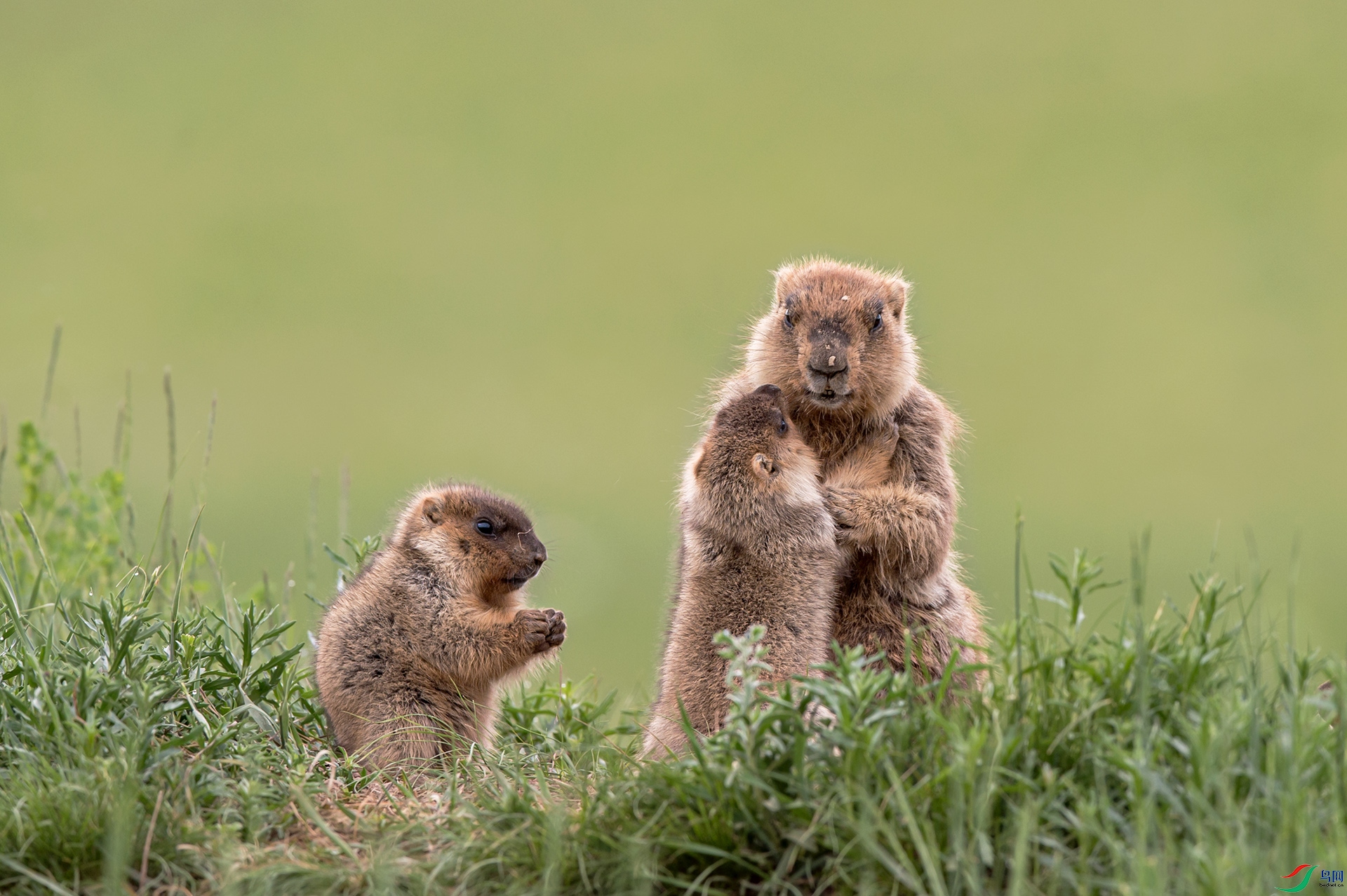 ���� _DSC6466.NEF.jpg