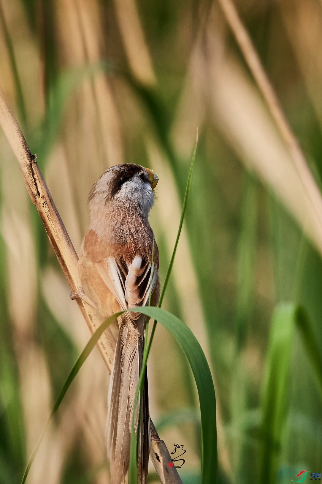DSC_2295_����.jpg