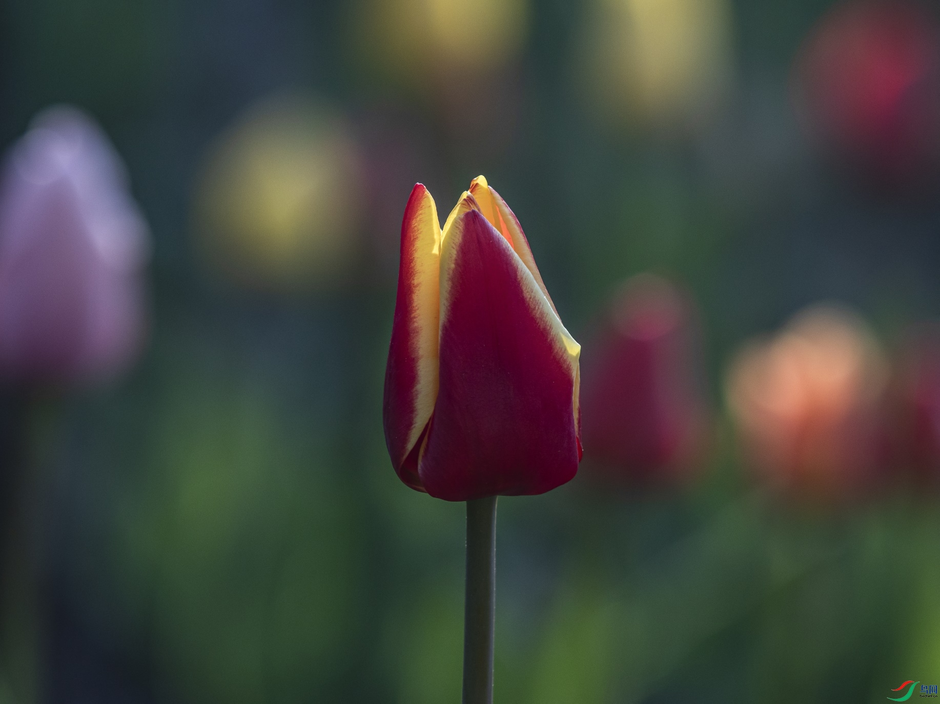 004 ����1.jpg