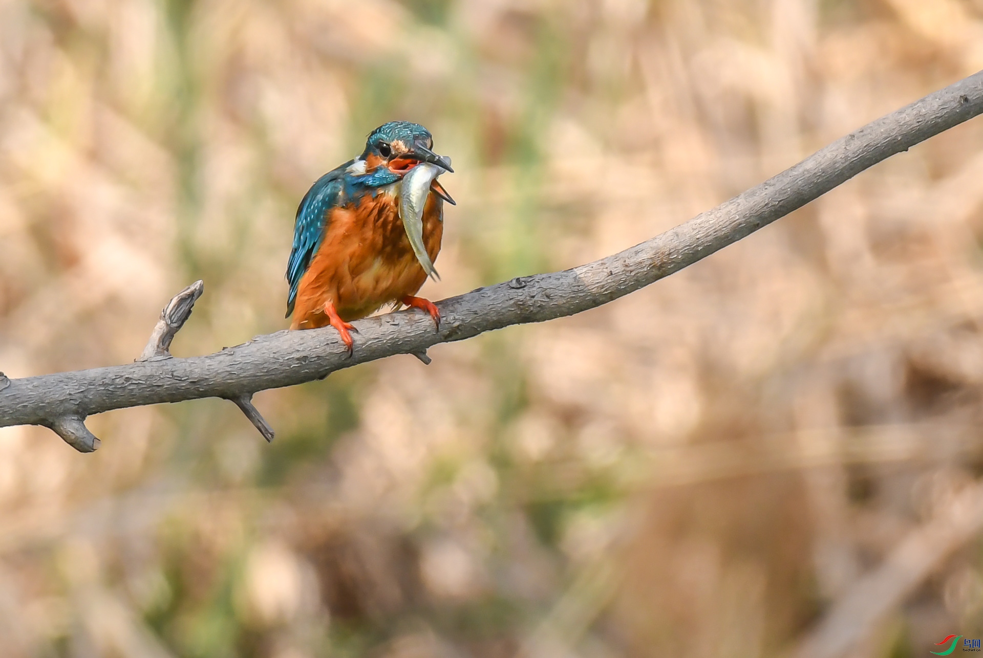 DSC_5468.jpg