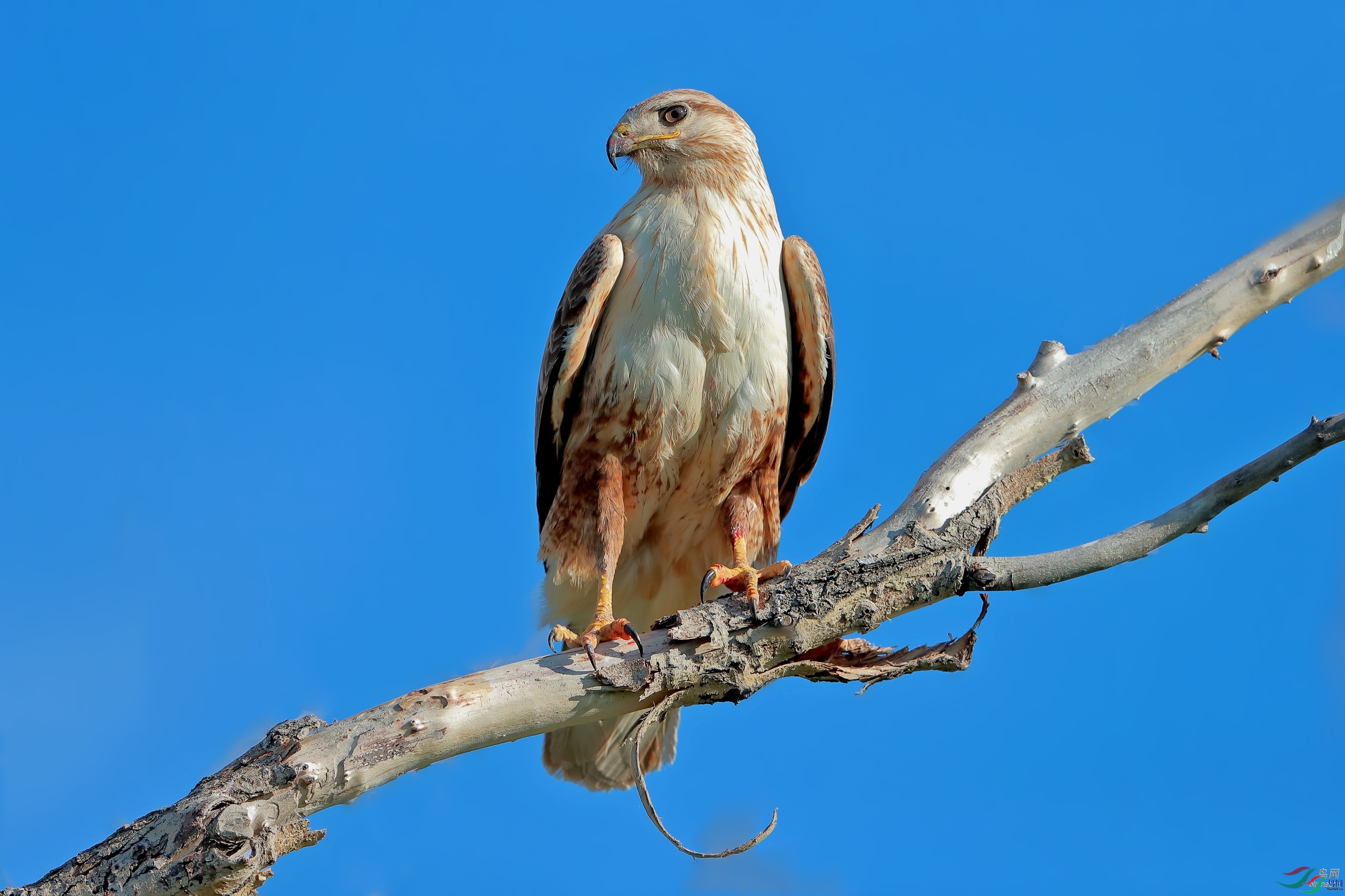 �½�����ӥ  ��ʦ��������.��.ά.��.��.���������ǵ���������.jpg