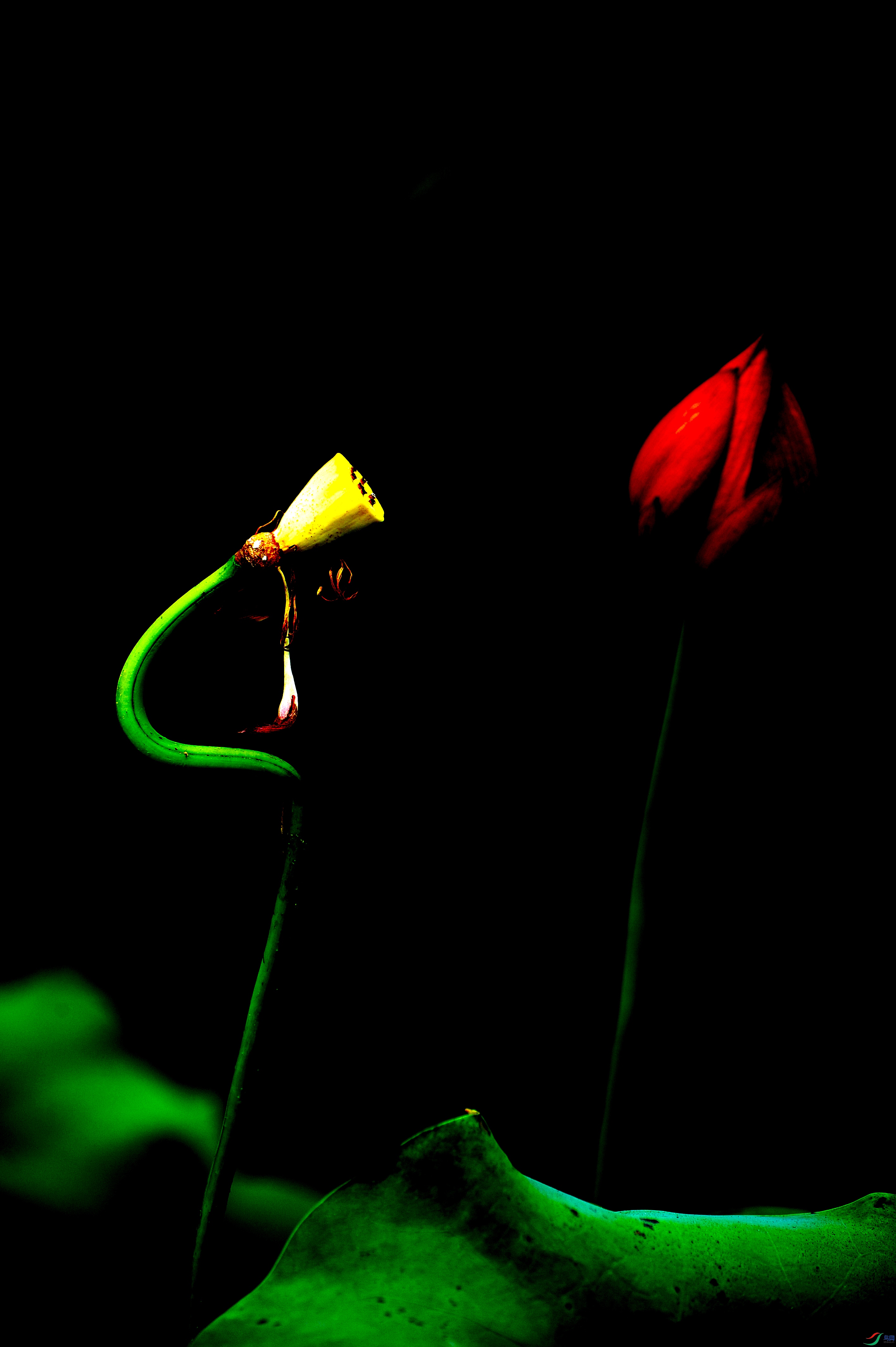 DSC_8569A.jpg