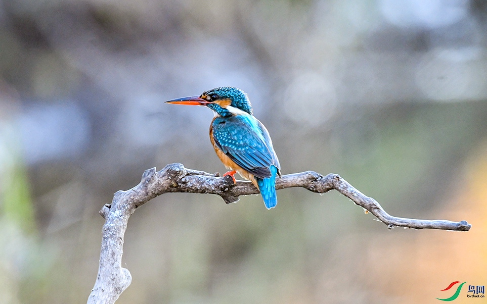 DSC_6208.jpg